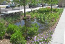 rain gardens