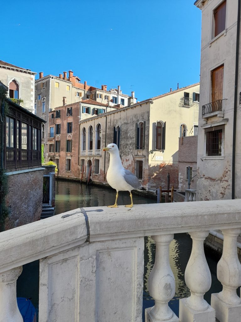 Partecipa all'Indagine sulla percezione del Gabbiano reale, Larus michahellis, e della presenza della specie nella città di Venezia